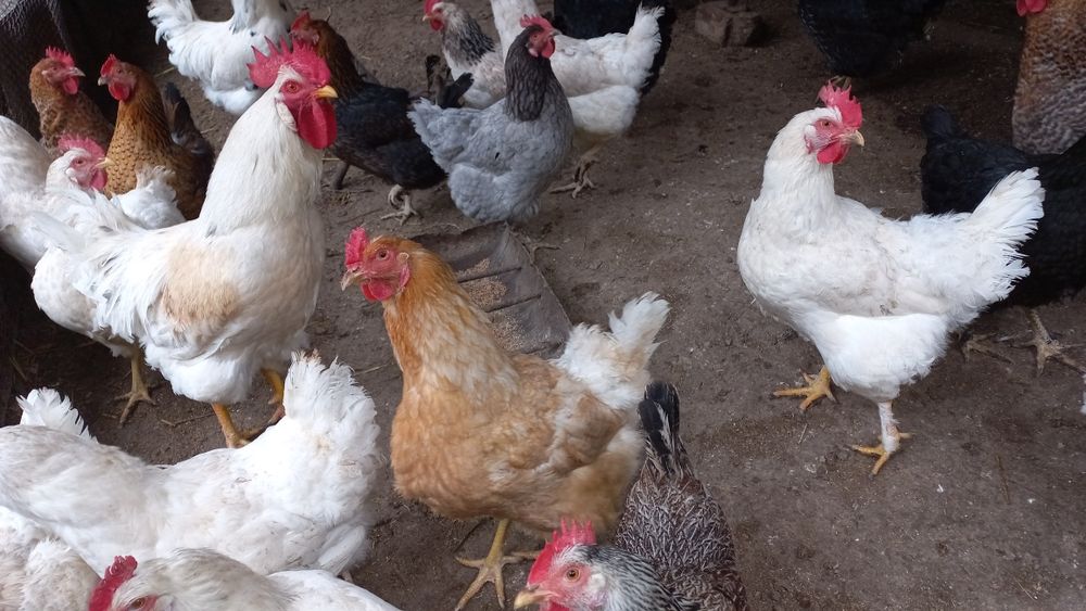 Продаются домашние яйца. Домашний тухум сотилади.