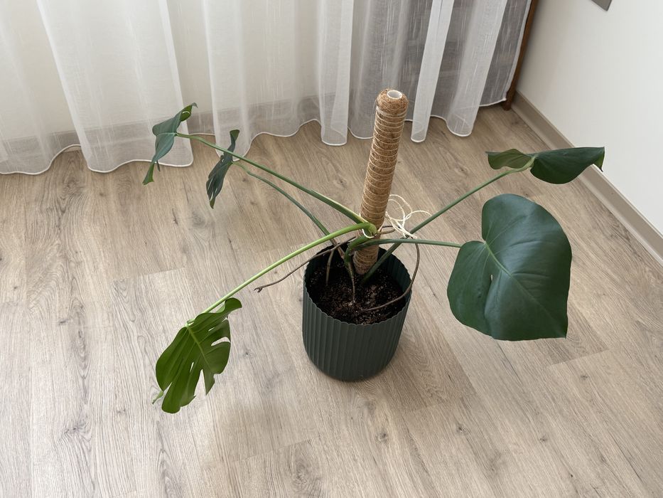 Монстера Делициоса Monstera Deliciosa