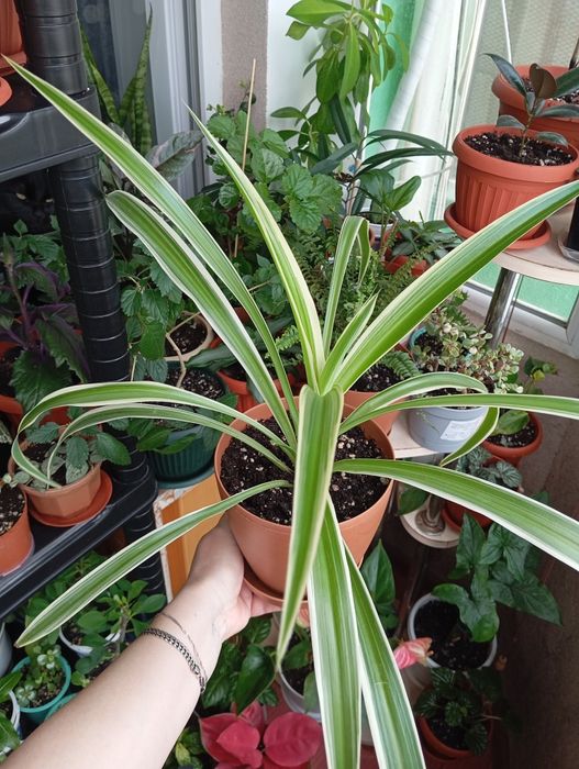 Продам комнатные растения