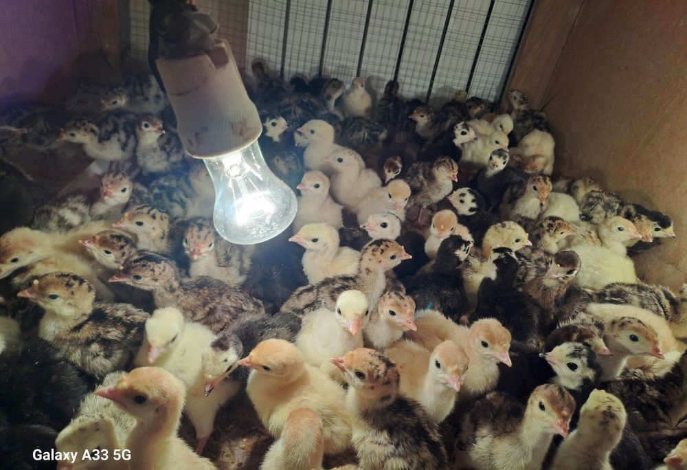 Курка жужалари сотилали