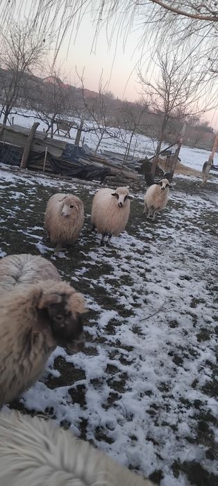 Vând 5 oi țurcane