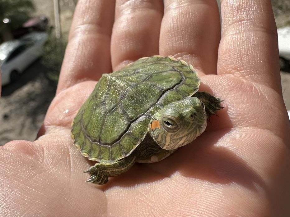 Продам черепашек вместе с аквариумом