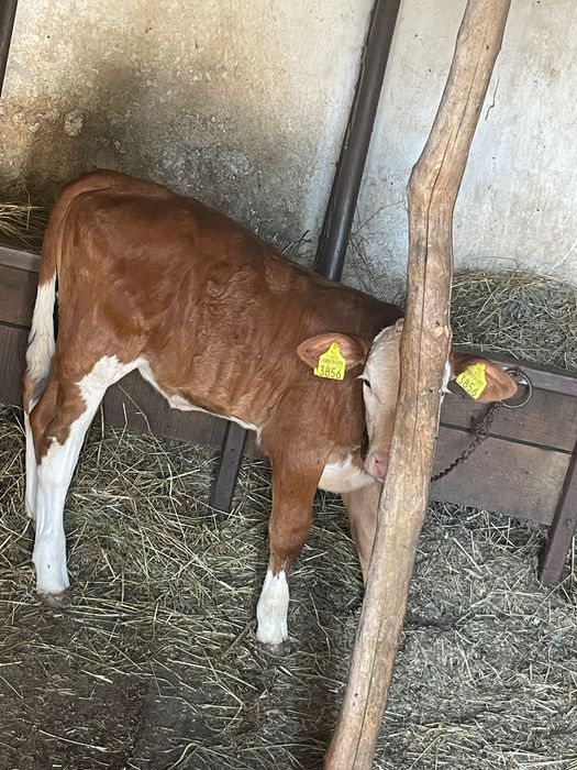 Vițea, bălțata românească din rasa pură