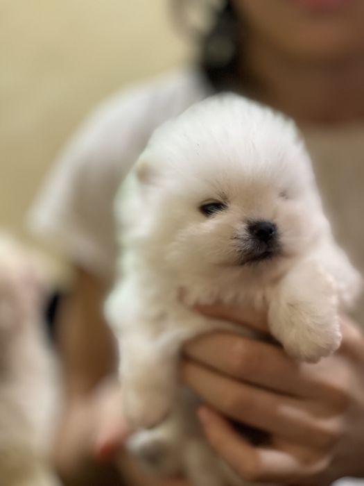 померанский шпиц