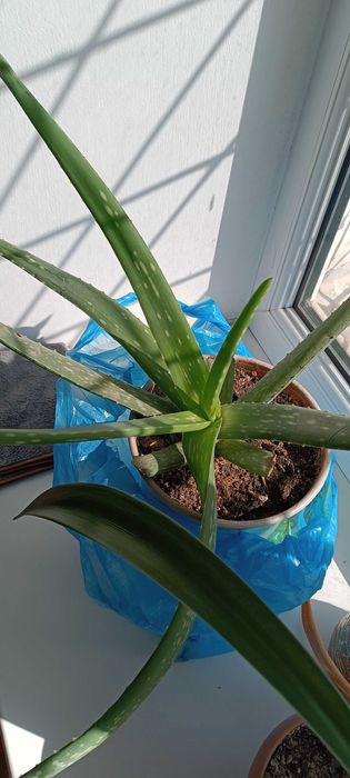 Алоэ "вера" (3 года)