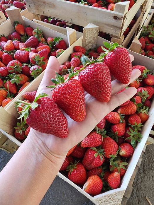 Рассада клубникы Альбион, Сандра, Мурано