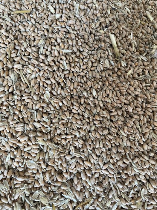 пшеница урожай  2025  мешках