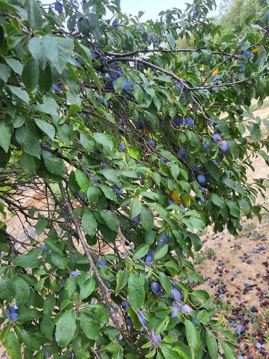 Vand tuica de amestec prune, mere si pere