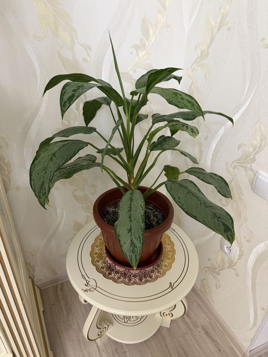 Комнатные растения