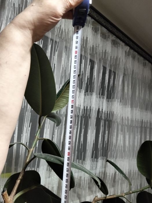 Фикус  каучуконосный