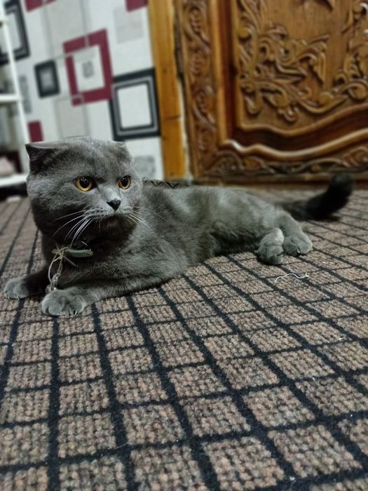 Sperma bilan tola mushuk