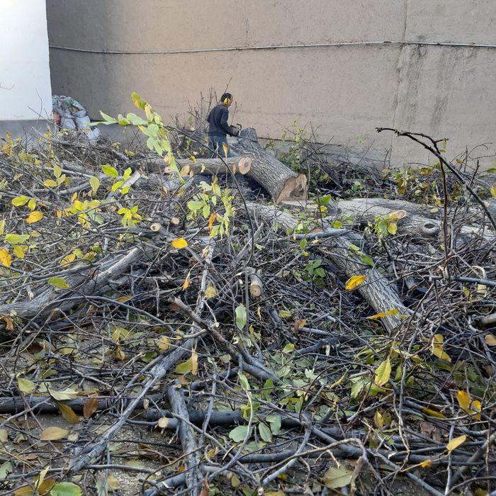 Daraxt kesish. Benzopila xizmati!!! Professional