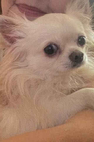 Чихуа-хуа кабель