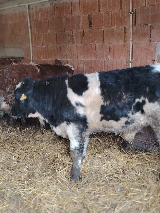 Vând viței bălțați și belgian