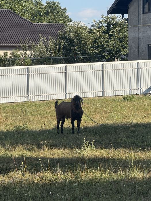 Vand tap de 4 ani