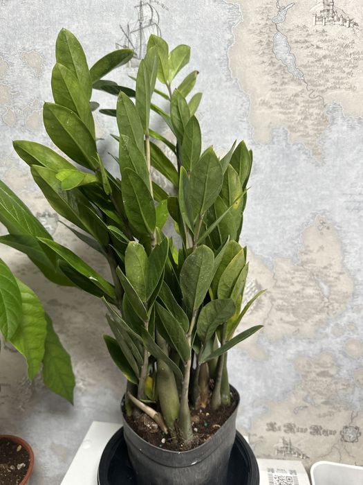 Продам замиокулькос за 6000 тг высота 40 см