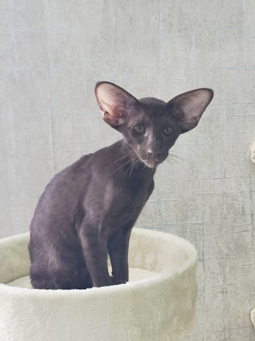 Ориетальные котята