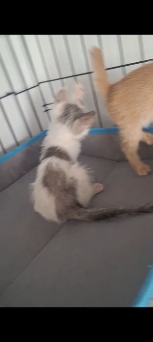 Котята в добрые руки ,мальчики