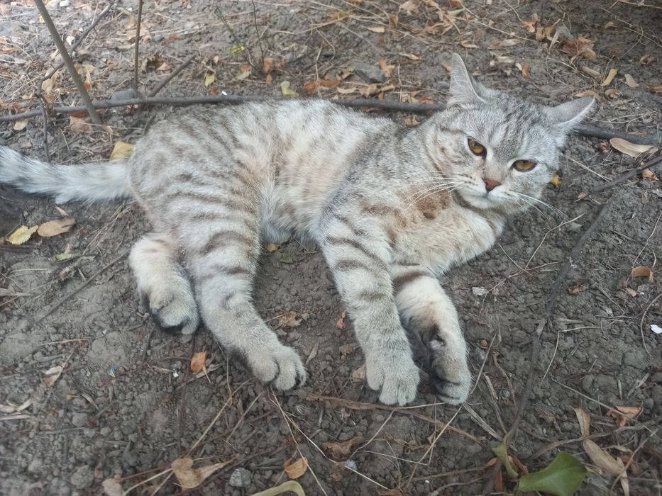 Шотландский котик ищет дом