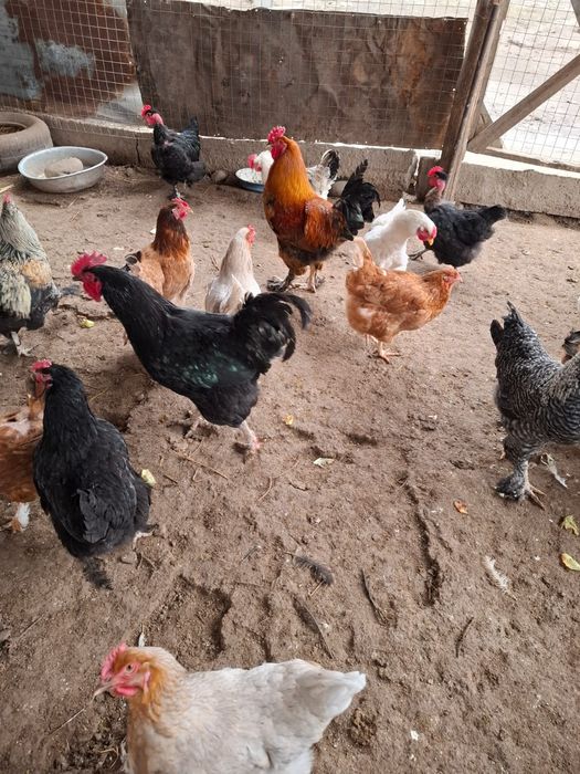 Домашный кораздар