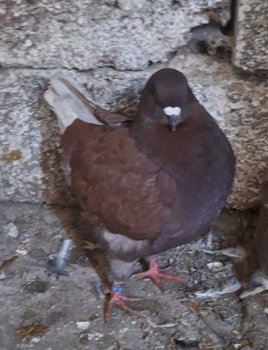 Vand o pereche de kingi si o pereche de jucători