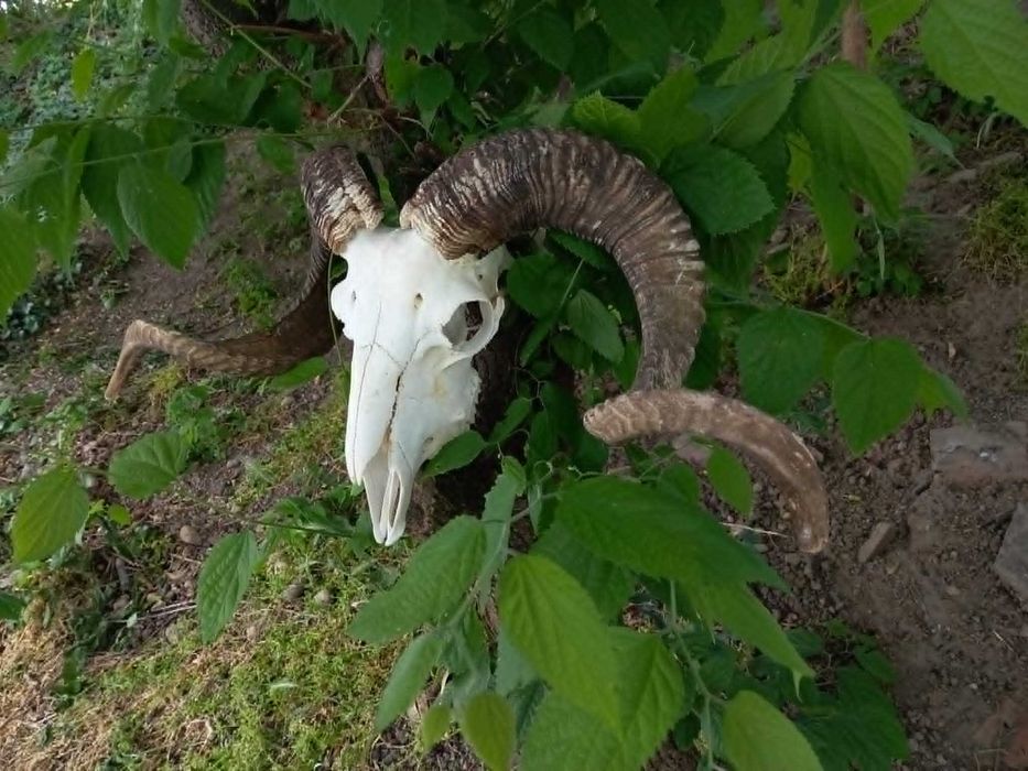 trofeu-trofee-craniu-coarne de berbec imens