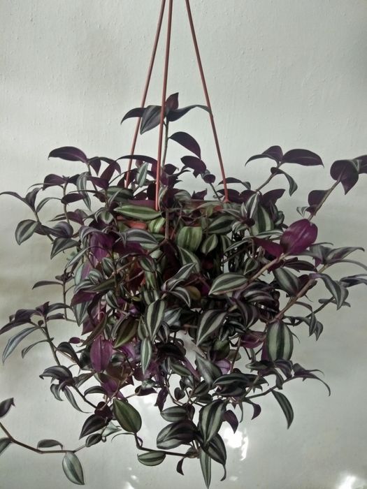 Комнатные цветы продаю