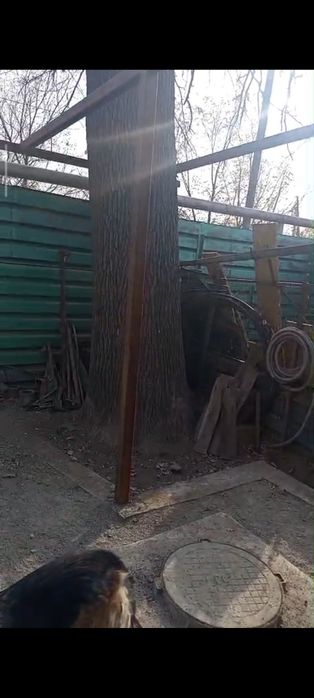 Продам дерево дуб