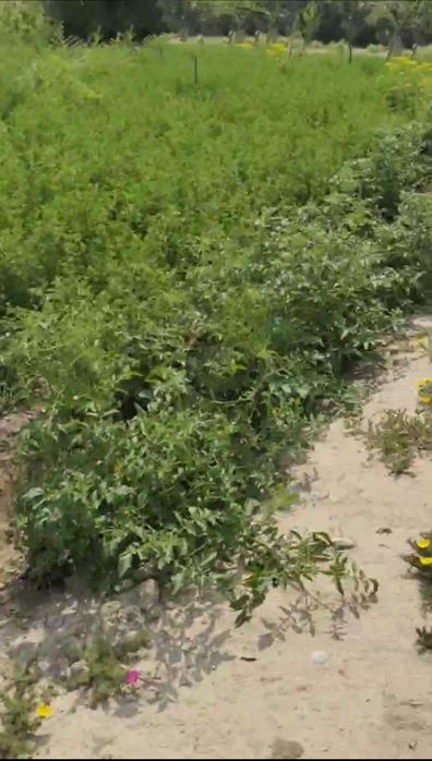 Сотилади Чирчик, Троицк,Ховли 9сотх 5 хона