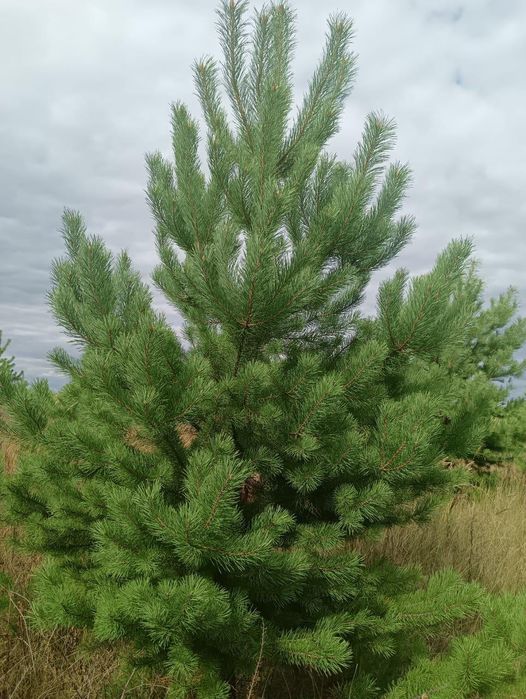 Сосны обычные и крымские