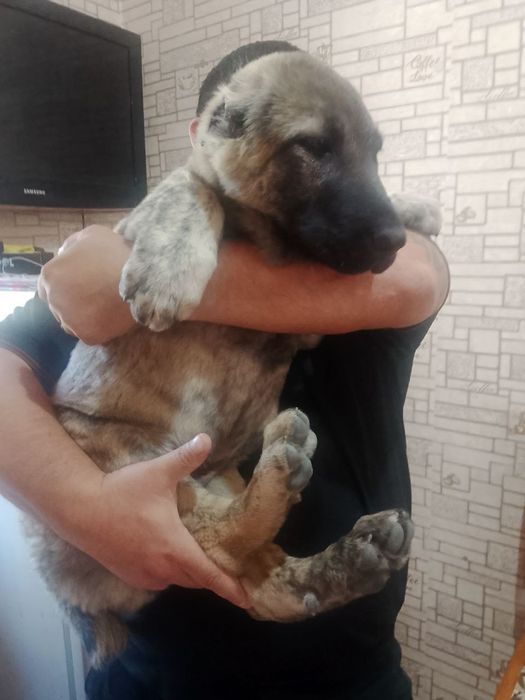 Продажа Алабай 2 месяца щенку