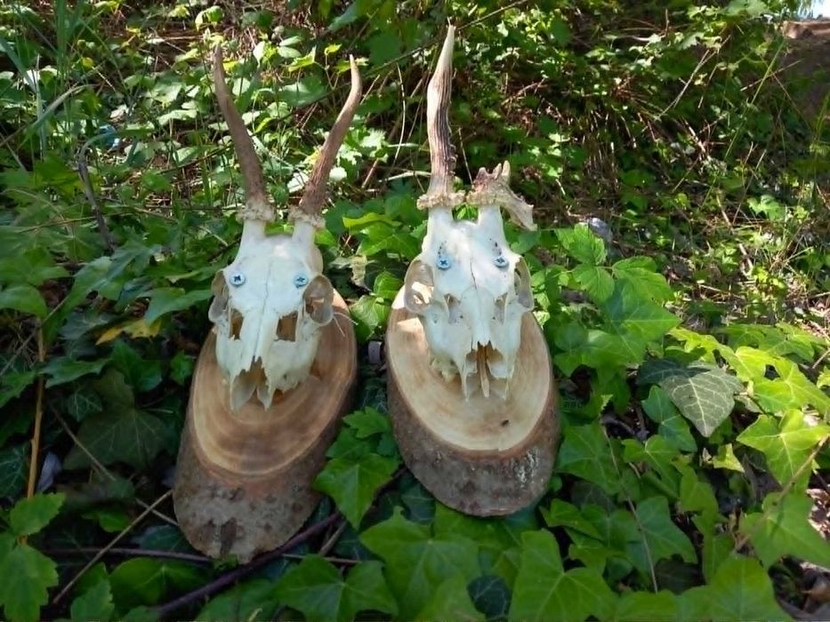 trofeu,trofee,craniu,coarne gothic rock