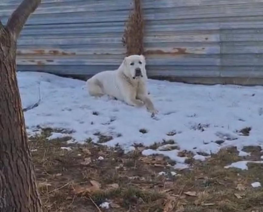 Продам щенков АЛАБАЯ