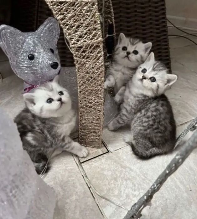 Продажа шотландских котяток!