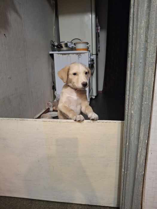 Отдам даром в добрые руки