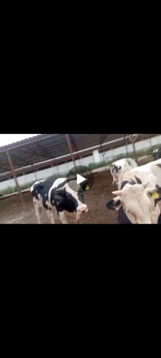 таза голштейн екеніне горантия амеранская