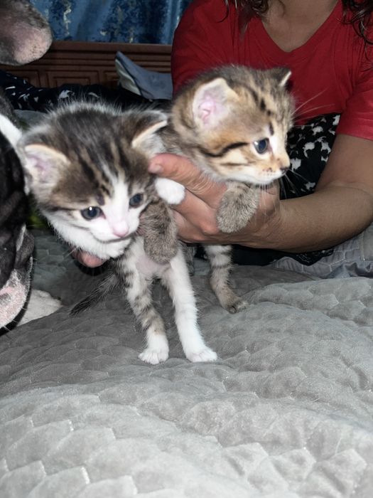 Котята мальчики отдам добрые руки