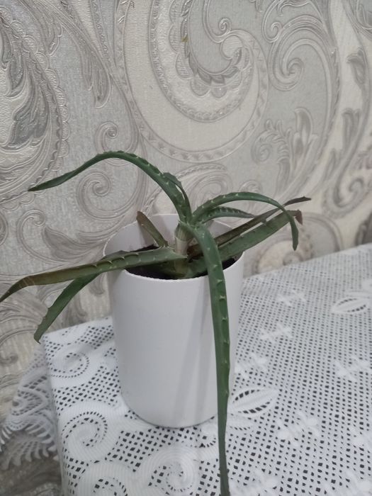 Продам  алоэ   .