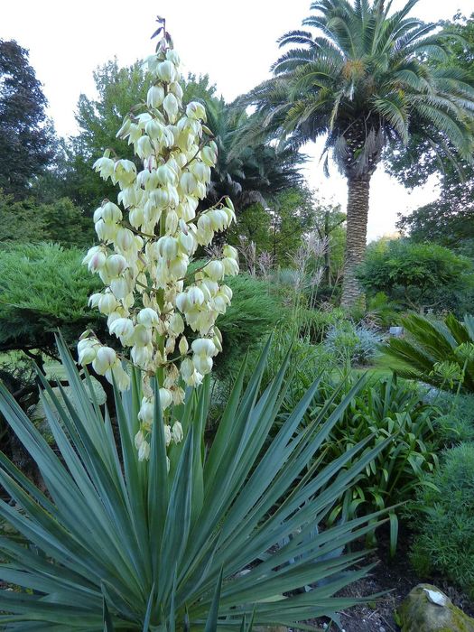 Семена и фиданки Дъб Скоруша Бук Габър Еводия Албиция Пекан Лимон Глог