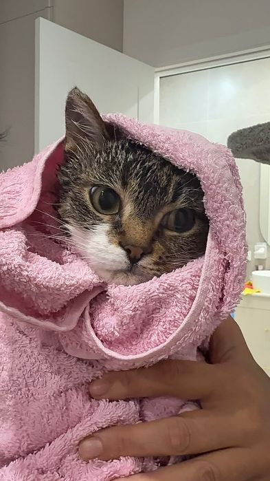 Отдаем в хорошие руки кошечку Стеллу