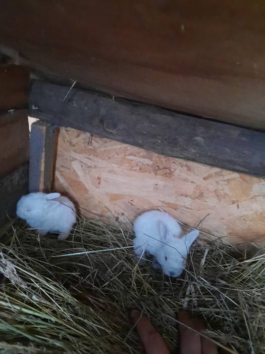 Vând iepuroaică ug