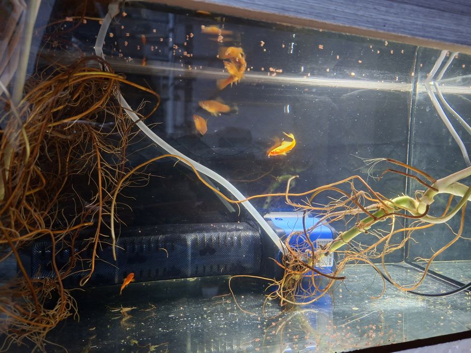 Аквариум с меченосцами