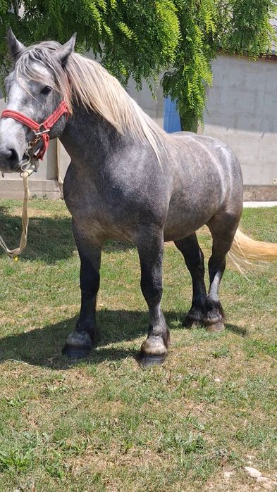 Vând armăsar de 3 ani