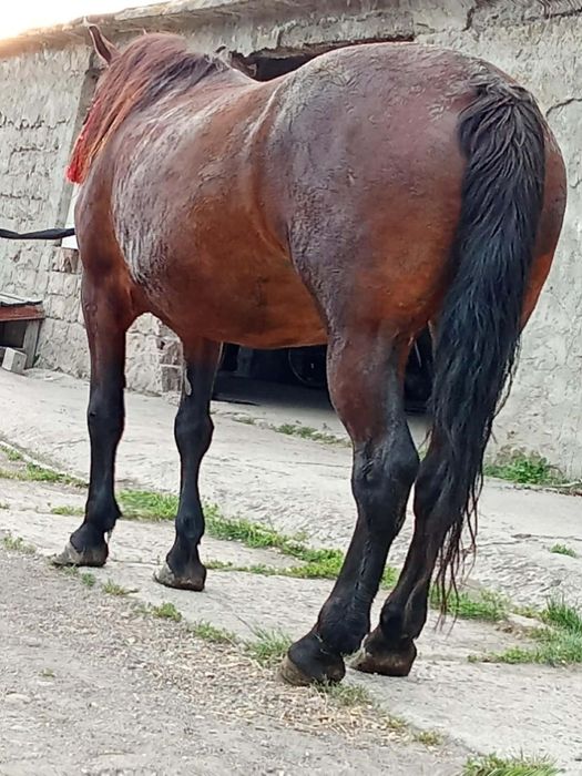 CAI DE vanzareiepe