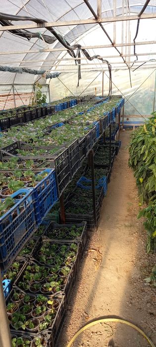 Capsuni stoloni sau ghiveci