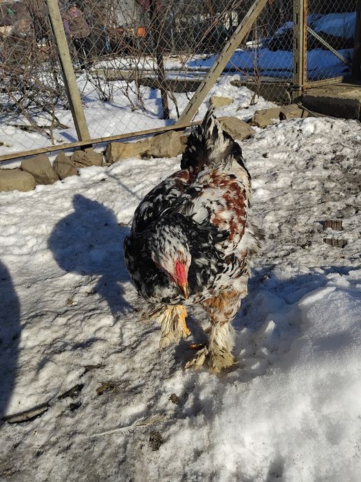 Vand pasari cocoși  brahma porțelan,