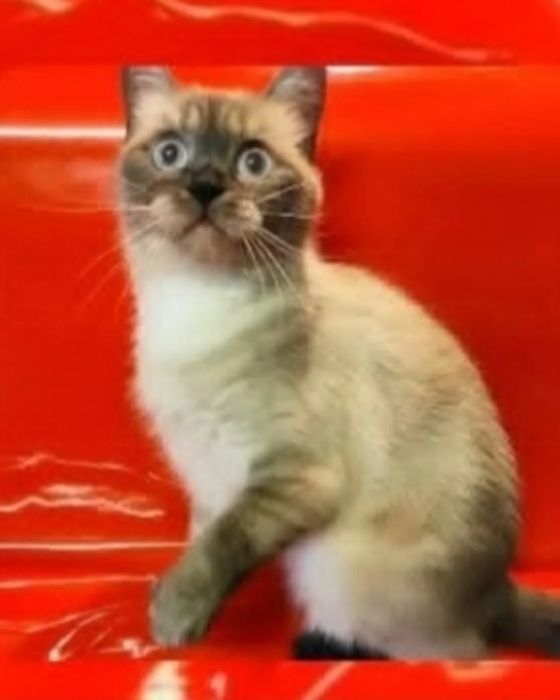 Шотландская девочка с документами  WCF