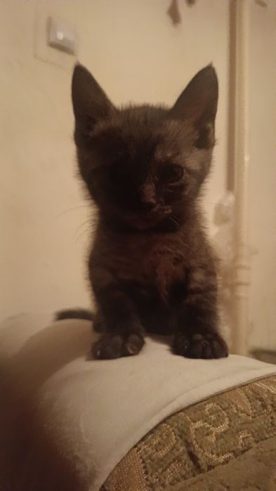 Отдам котяток в добрые руки
