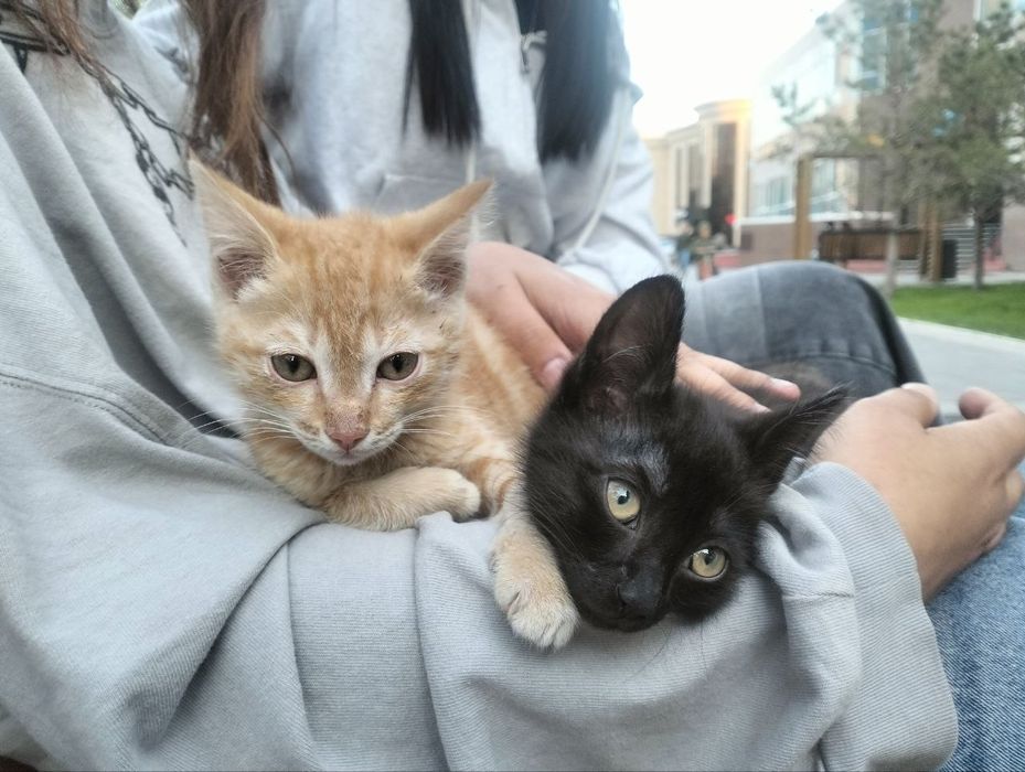 Отдадим котят в добрые руки