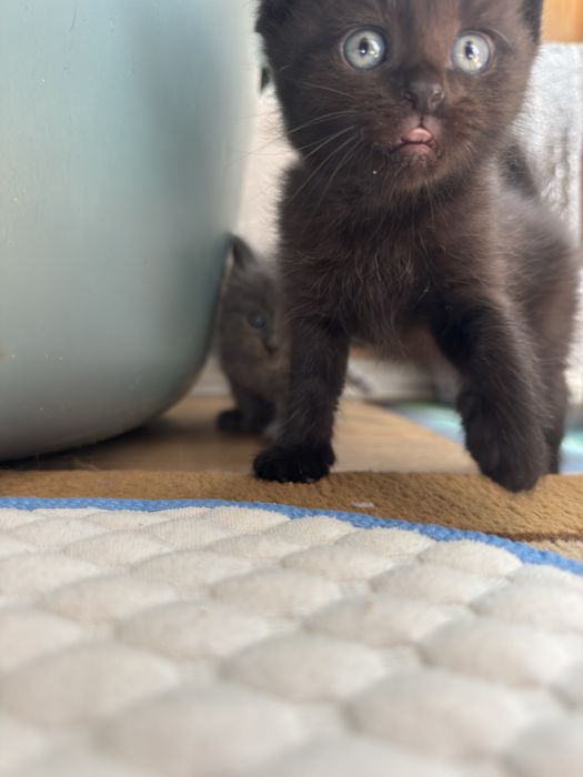 Отдам двух мальчишек !